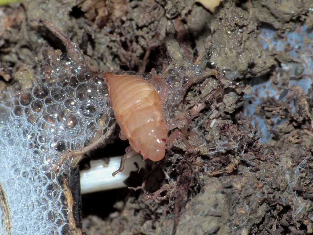 Nella schiuma: giovani ninfe di Cercopis sp. - S. Severa (RM